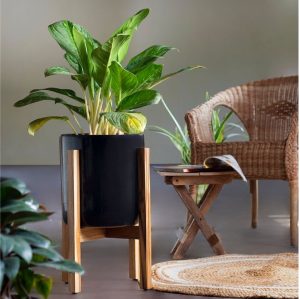 Gleaming Stars with Wooden Stand