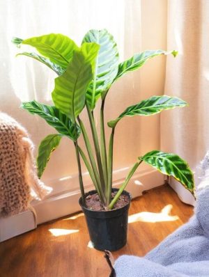 Calathea Zebrina, Goeppertia zebrina