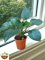 Homalomena Emerald Gem