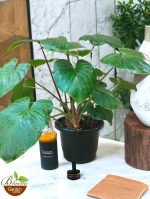 Homalomena Rubescens Maggy (Shield Plant)