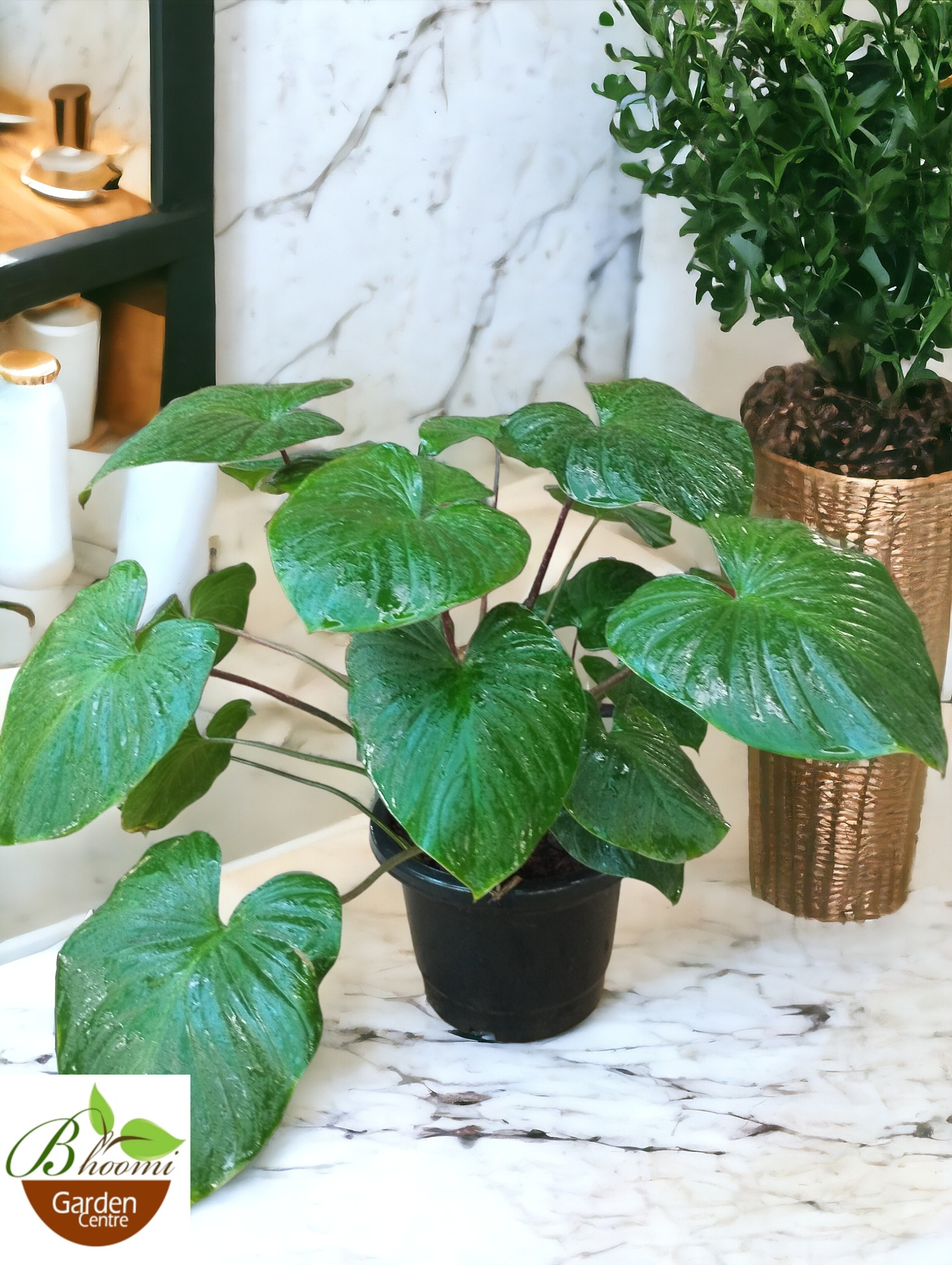 Homalomena Rubescens Maggy (Shield Plant) - Image 3