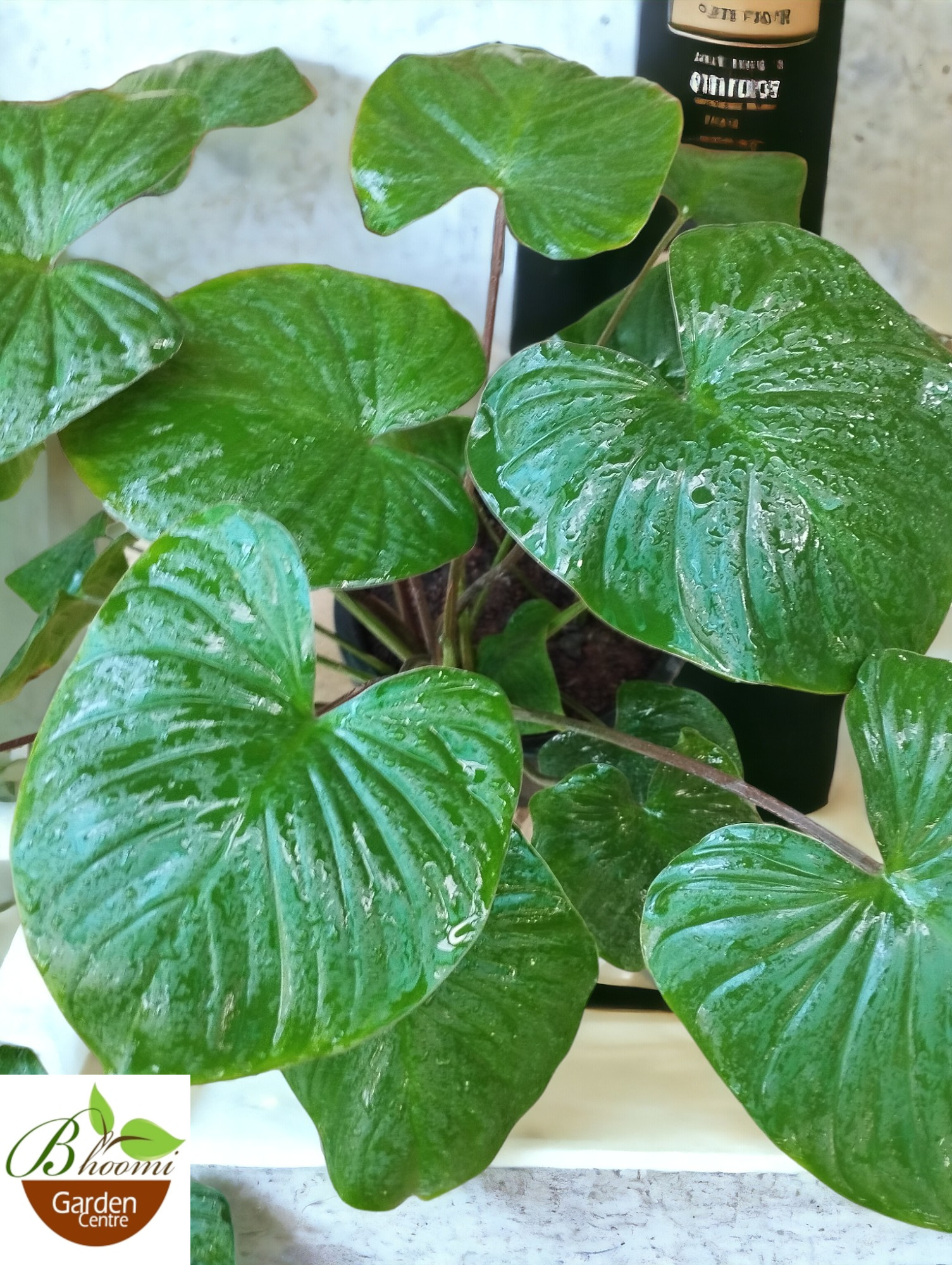 Homalomena Rubescens Maggy (Shield Plant) - Image 2