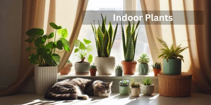 Indoor Plants