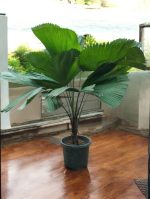 Licuala Grandis Palm | Ruffled Fan Palm – Plant (3.6 ft)