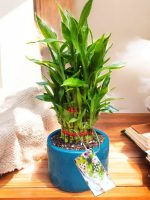 Lucky Bamboo in Premium Ceramic Pot
