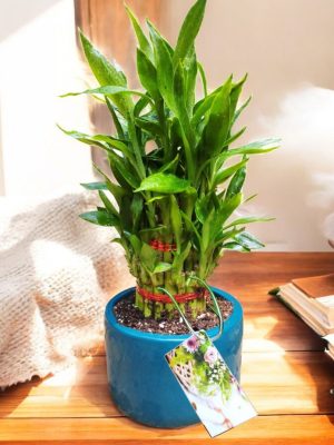 Lucky Bamboo in Premium Ceramic Pot