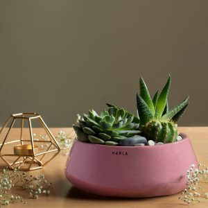Ceramic Succulent Pots Tulip Fantasy - Flat