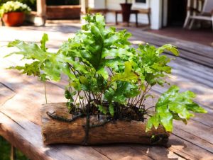 Monarch Fern on a Wooden Log