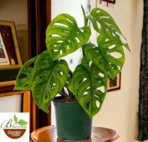 Monstera Adansonii (Swiss Cheese Plant)
