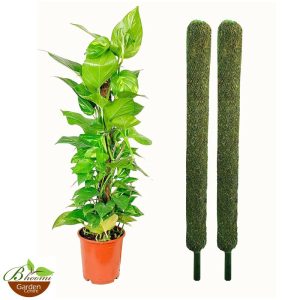 Moss Stick / Coir Support Stick for Plants