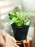 Epipremnum Aureum NJoy, NJoy Pothos,  NJoy Money Plant