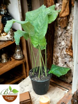 Calathea musaica | Network Calathea | Digital Calathea