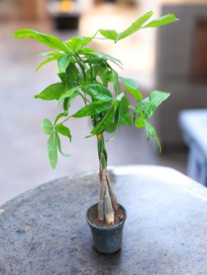 Pachira Plant, Money Tree Plant