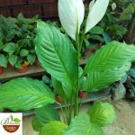 Peace Lilly (Spathiphyllum)