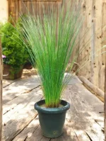Pencil Grass, Soft Rush (Juncus effusus) - 3.5 ft