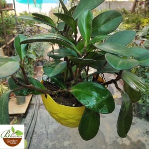 Peperomia Black Knight in Hanging Pot