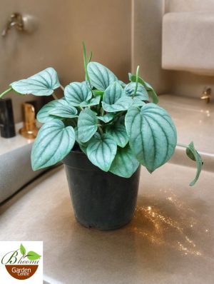 Peperomia Caperata Moonlight
