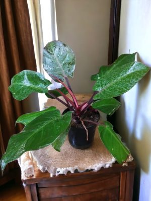 Philodendron Black Cardinal | Congo Black