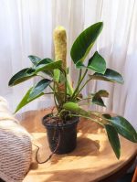 Philodendron Green Congo