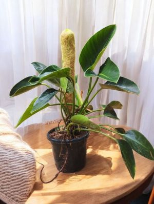 Philodendron Green Congo