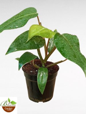 Philodendron Imperial Green Mini