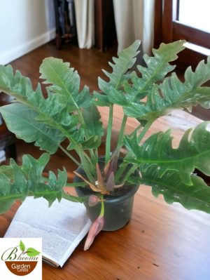 Philodendron Jungle Boogie