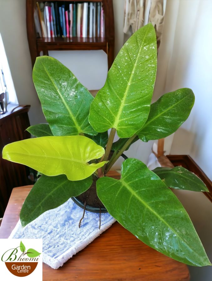 Philodendron Melinonii Gold - Image 2
