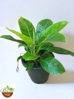 Philodendron Moonlight