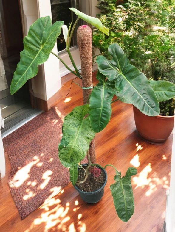 Philodendron Paraiso Verde - Image 3