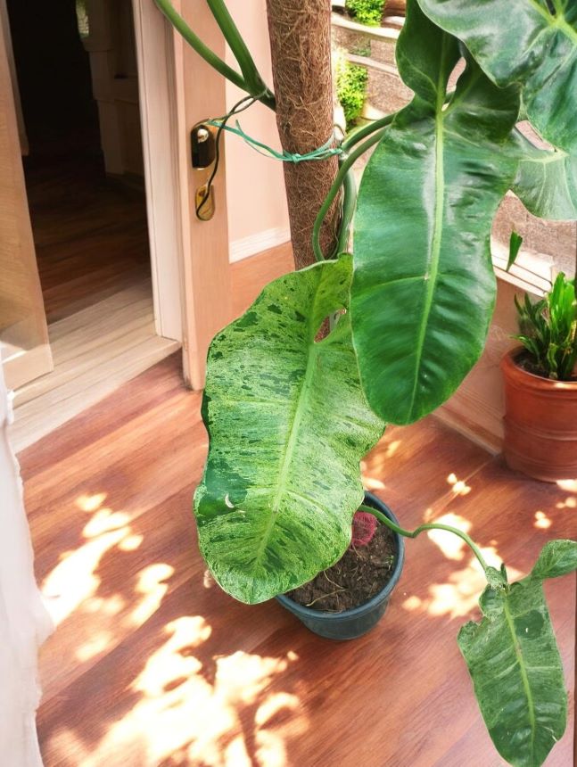 Philodendron Paraiso Verde - Image 2