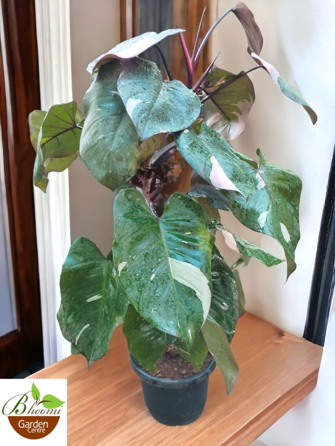 Philodendron Pink Princess (Big) - Image 3
