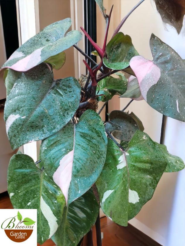 Philodendron Pink Princess (Big) - Image 2