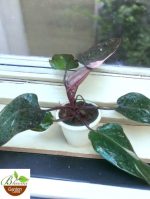 Philodendron Pink Princess