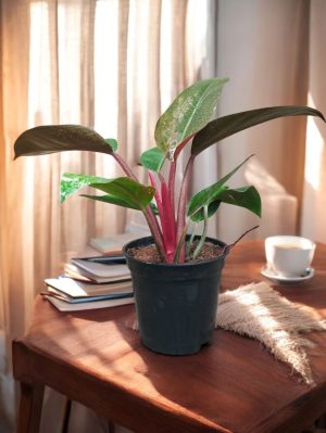 Philodendron Red Congo Medium