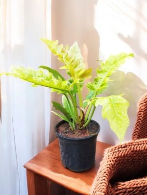 Philodendron Ring of Fire Golden