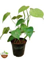 Philodendron Rugosum