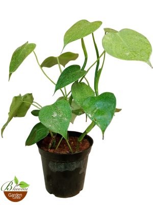 Philodendron Rugosum