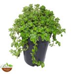 Pilea Depressa (Baby Tears)