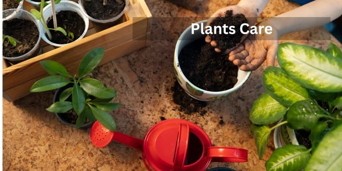 Plants Care