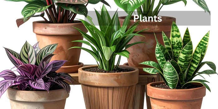 Plants