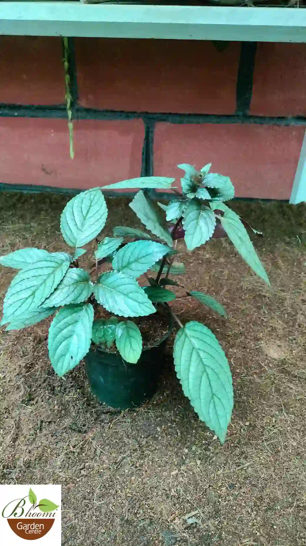 Purple Waffle Plant (Red Ivy/Tincher Plant) - Image 2