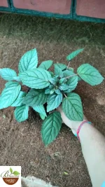 Purple Waffle Plant (Red Ivy/Tincher Plant)