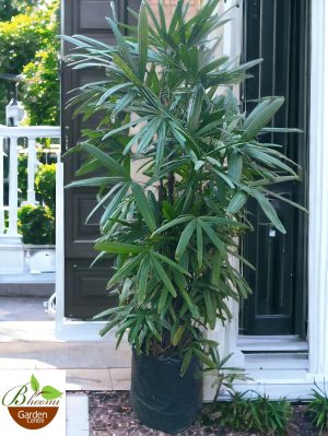 Rhapis palm (Lady palm) - 6.5 ft Tall
