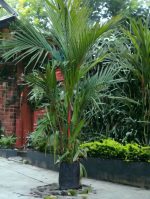 Red Palm  'Cyrtostachys Renda Blume' 'Red Sealing Wax Palm'