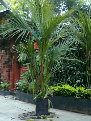 Red Palm  'Cyrtostachys Renda Blume' 'Red Sealing Wax Palm'