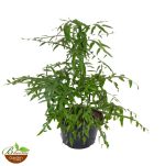 Ribbon Bush  ‘Homalocladium platycladum’