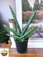 Sansevieria Boncel