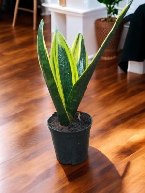 Sansevieria Golden Flame, Snake Plant