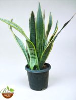 Sansevieria Yellow Long (Snake Plant Yellow)