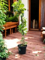 Shield Aralia (Polyscias Scutellaria Variegata)